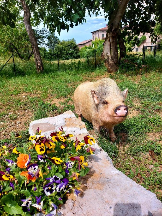 Pozza Agriturismo Azienda Agricola Ferrari M.Rita מראה חיצוני תמונה